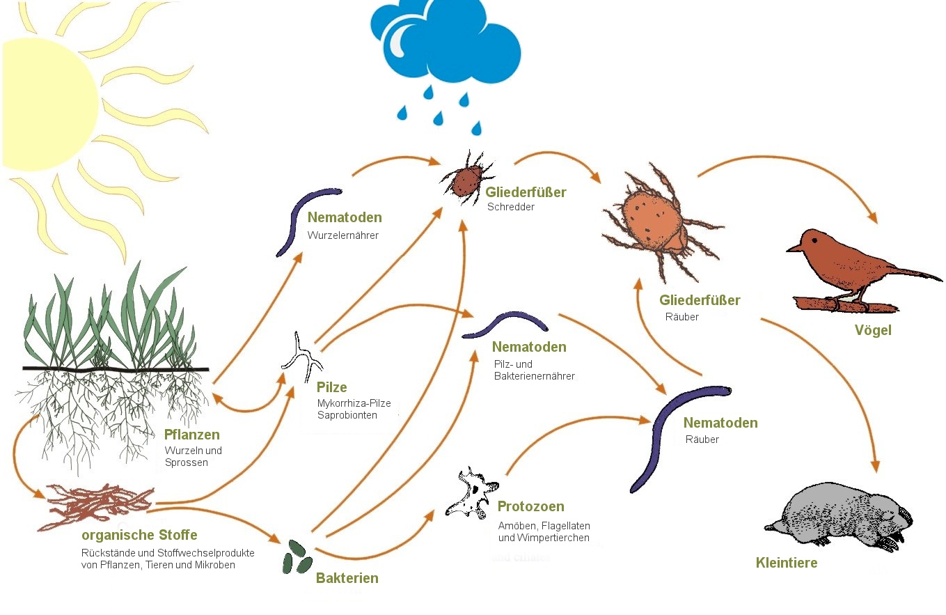 Das Nahrungsnetz des Bodens oder das Soil Food Web